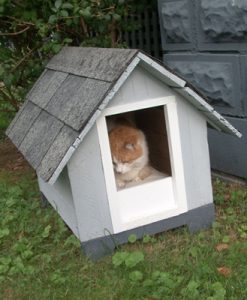 Pumpkin The Brat Cat In A Small Shelter