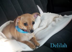 Delilah Sunshine | Chihuahua | Image 1