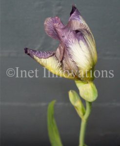 Closed Purple Iris