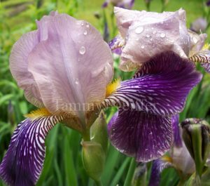 • Raindrops On Purple Iris