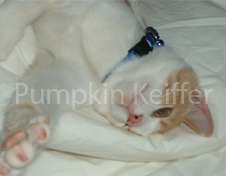Pumpkin The Brat Cat Img 3