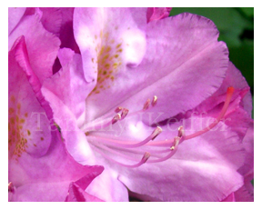 Rhododendron | Image 2