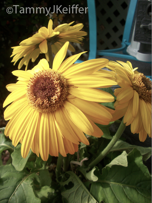 Yellow Gerbera Daisy | Image 6